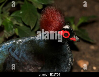 Männlichen Crested Rebhuhn oder Roul-Roul (Rollulus Rouloul), alias rot-gekrönter Holz Rebhuhn oder Southeast Asian Green Wood Wachtel Stockfoto