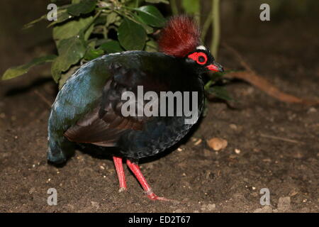 Männlichen Crested Rebhuhn oder Roul-Roul (Rollulus Rouloul), alias rot-gekrönter Holz Rebhuhn oder Southeast Asian Green Wood Wachtel Stockfoto