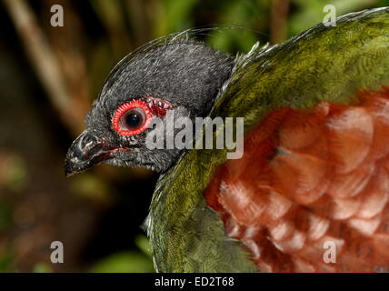 Weibliche Crested Rebhuhn oder Roul-Roul (Rollulus Rouloul), alias rot-gekrönter Holz Rebhuhn oder Southeast Asian Green Wood Wachtel Stockfoto