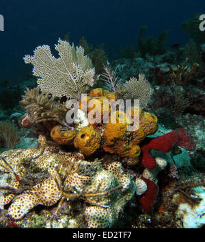 Fische und Korallen auf Melasse Reef, Key Largo, Florida in den Florida Keys National Marine Sanctuary. Stockfoto