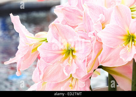 Schöne rosa Blüten der Amaryllis im Bouquet (Makro). Stockfoto