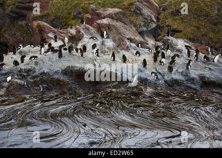 Makkaroni Penguisn (Eudyptes Chrysolophus), Cooper Bay, Südgeorgien, Antarktis. Stockfoto