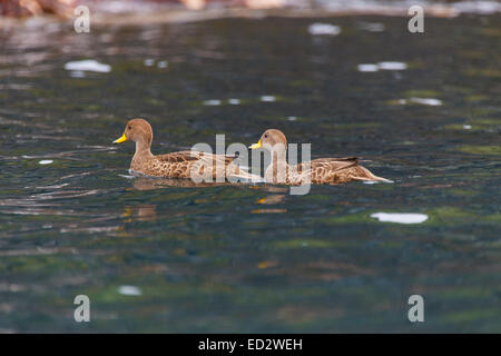 Gelb-billed Pintail (Anas Georgica), Cooper Bay, Südgeorgien, Antarktis. Stockfoto