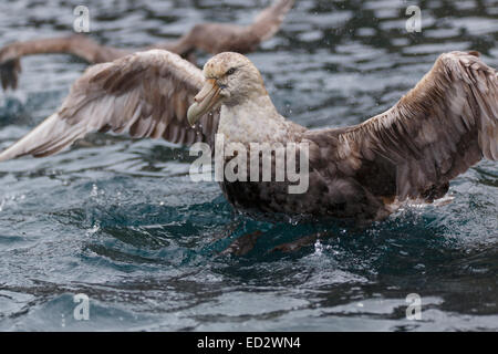 Riesiges Petrel, Cooper Bay, Südgeorgien, Antarktis. Stockfoto