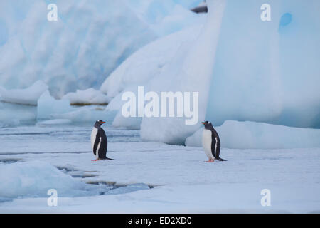 Gentoo Penguins (Pygoscelis Papua) in der Nähe von Petermann Island, Antarktis. Stockfoto