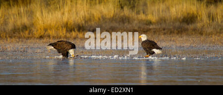 Weißkopfseeadler Haliaeetus Leucocephalus Bosque del Apache National Wildlife Refuge. New Mexico, Vereinigte Staaten 15 Dezember Erwachsenen Stockfoto