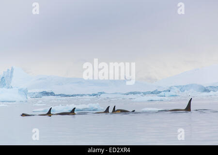 Killerwale, Neko Harbour, Antarktis. Stockfoto