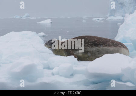 Weddell Dichtung, (Leptonychotes Weddellii), Neko Harbour, Antarktis. Stockfoto