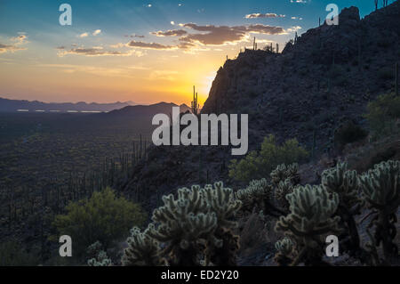 Sonnenuntergang über Saguaro National Park, Arizona usa Stockfoto