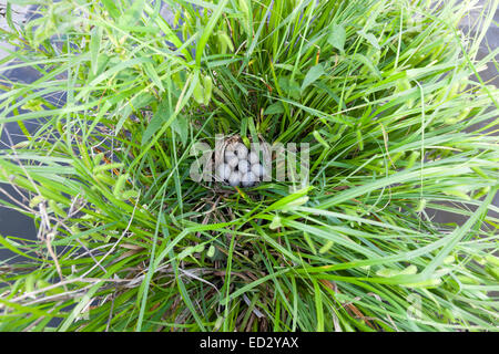 Nest der Teichhuhn (Gallinula Chloropus) in der Natur mit Eiern. Stockfoto