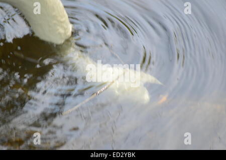 Weisser Schwan Kopf unter Wasser. Kreis des Wassers Stockfoto