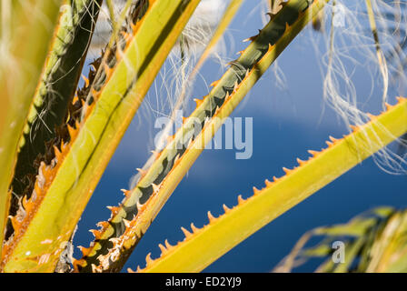 Stacheln auf Palmwedel Stockfoto