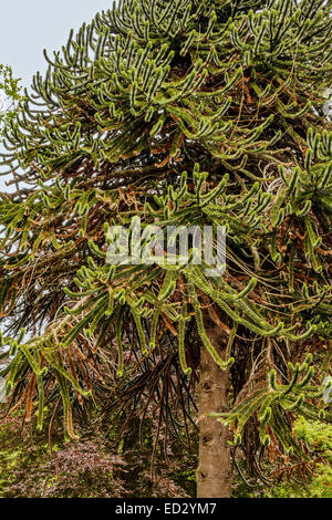Monkey Puzzle Tree (Araucaria Araucana) Norwegen Stockfoto
