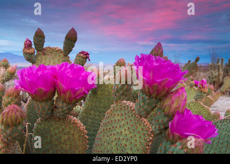 Beavertail Kaktus in Blüte, Anza-Borrego Desert State Park, Kalifornien. Stockfoto