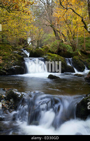 Zum nahen Wasserfall von Aira zwingen, im Herbst, im englischen Lake District, Großbritannien Stockfoto