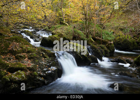 Zum nahen Wasserfall von Aira zwingen, im Herbst, im englischen Lake District, Großbritannien Stockfoto