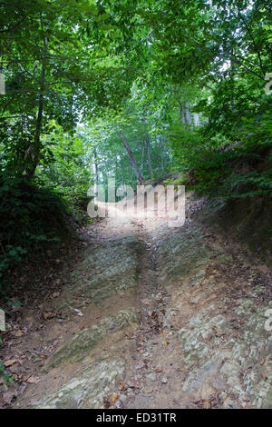 Eichen in Belgrad Wald, Stadt Istanbul, Türkei Stockfoto