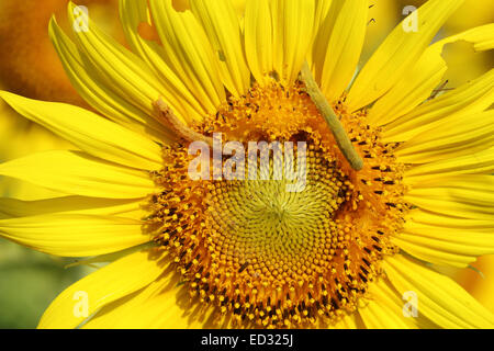 Nahaufnahme von Caterpilla Sonnenblume Pollen Stockfoto