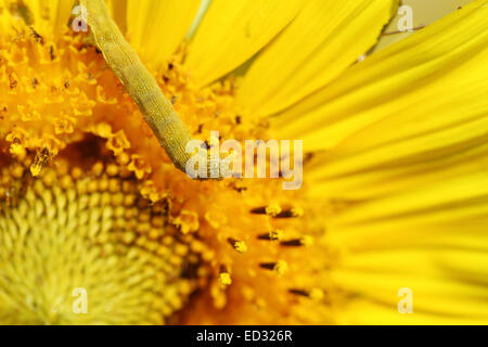 Nahaufnahme von Caterpilla Sonnenblume Pollen Stockfoto