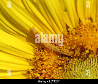 Nahaufnahme von Caterpilla Sonnenblume Pollen Stockfoto