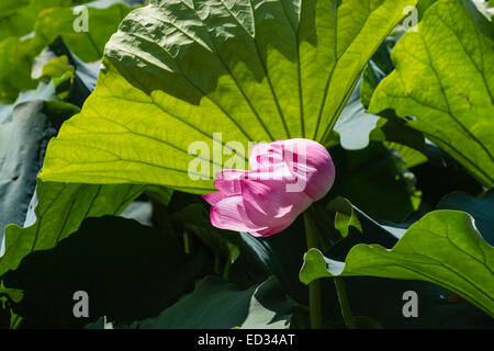 Detail von Nelumbo Nucifera Blume Stockfoto