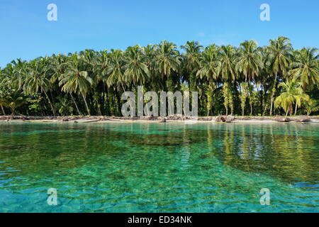 Üppigen Kokospalmen mit Epiphyten auf tropische Küste mit kristallklarem Wasser, Inseln der Karibik, Zapatillas, Bocas del Toro, Panama Stockfoto