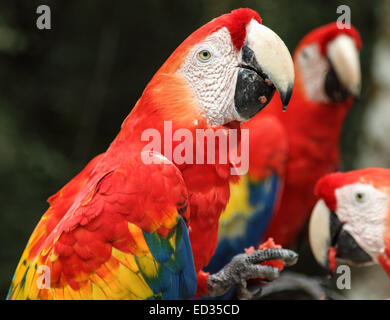 Rote Aras füttern nahe dem Eingang zu den Maya-Ruinen in Copán, Honduras. Stockfoto