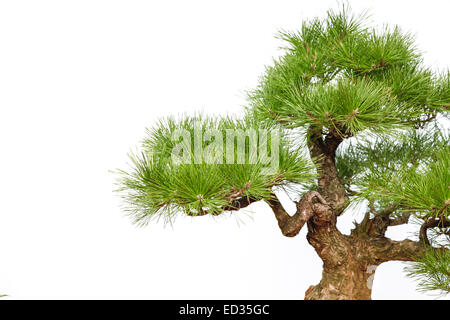 Detail von einem kleinen Bonsai-Baum. Isoliert auf weißem Hintergrund. Stockfoto