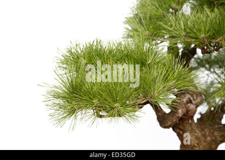 Detail von einem kleinen Bonsai-Baum. Isoliert auf weißem Hintergrund. Stockfoto