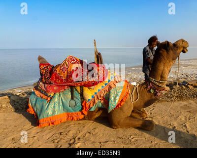 Kamele bei Bhuji in Gujarat in Indien Stockfoto