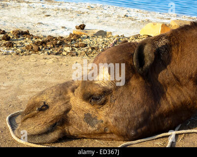 Kamele bei Bhuji in Gujarat in Indien Stockfoto