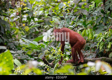 Orang Utan stehend auf einem Ast im Sepilok Rehabilitation Centre, Sabah, Malaysia Stockfoto