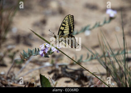 Schwalbenschwanz Schmetterling Nectaring, Quinta de Marim Naturschutzgebiet in der Nähe von Faro, Algarve, Portugal. Stockfoto