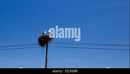 Ein paar Weißstörche auf dem Nest an der Spitze der ein Telegrafenmast, Castro Verde, Portugal. Stockfoto