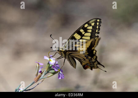 Schwalbenschwanz Schmetterling Nectaring, Quinta de Marim, Faro, Algarve, Portugal. Stockfoto