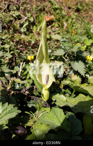 Kuckuck-Pint Blume, auch genannt Lords-and-Ladies, in der Nähe von Mevagissey, Cornwall, England, UK. Stockfoto