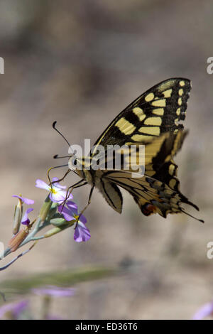 Schwalbenschwanz Schmetterling Nectaring, Quinta de Marim, Faro, Algarve, Portugal. Stockfoto