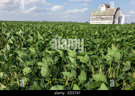 Illinois Tuscola, Ernte, Scheune, ländlich, landwirtschaftlich, Landwirtschaft, Bauernhof, Mähdrescher, Sojabohnen, IL140904098 Stockfoto