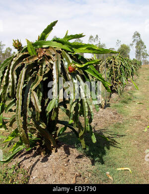 Zeile des Kaktus Pflanzen, Hylocereus Art, wächst auf australischen Farm Drachenfrucht produzieren / Pitaya / Pitahaya Stockfoto