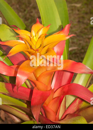 Atemberaubende feurig rot, orange und gelbe Blume / Hochblätter von Bromelien, Guzmanie "Marjan" mit Hintergrund von Emerald verlässt. Stockfoto