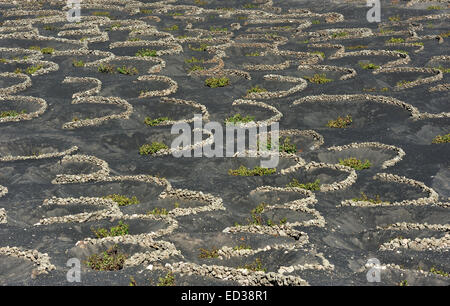 Weinberge auf schwarzem Vulkansand in La Geria Tal, Insel Lanzarote, Kanarische Inseln, Spanien Stockfoto