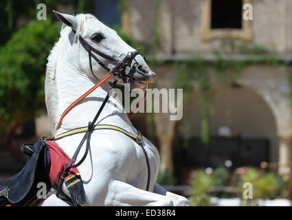 Andalusischen weißen Pferd im Sprung Stockfoto