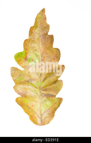 Türkei Eiche Blatt im Herbst Stockfoto