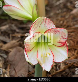 Atemberaubende weiße Blume mit lebhaft roten Streifen auf Blütenblätter und Kanten & leuchtend grünen Schlund - Hippeastrum Sorte "Meine Picotee" Stockfoto