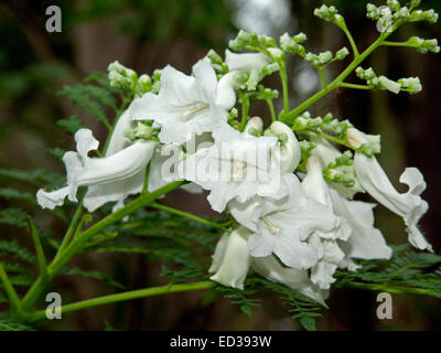 Cluster von Blüten und Knospen von seltenen weißen blühenden Jacaranda-Baum, "White Christmas", Hintergrund der dunkelgrüne Blätter Stockfoto