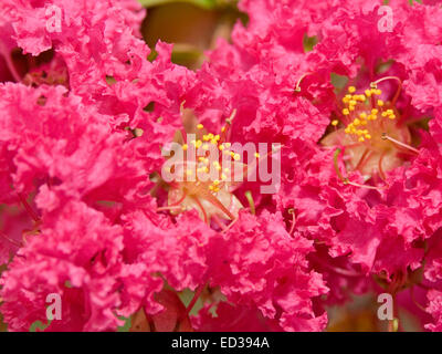 Nahaufnahme des großen Cluster von leuchtend rot / rosa Blüten Lagerstroemia Indica, Krepp-Myrte, mit Staubblättern mit Pollen bedeckt Stockfoto