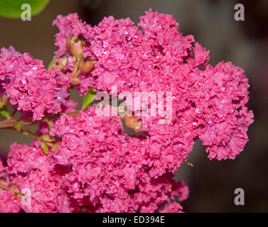 Nahaufnahme des großen Cluster von leuchtend rot / rosa Blüten Lagerstroemia Indica, Krepp-Myrte, vor einem dunklen Hintergrund Stockfoto