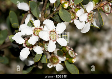 Cluster von attraktiven weißen australischen Wildblumen und dunkelgrünen Blätter der Leptospermum Laevigatum, Küsten Teebaum Stockfoto