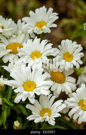 Cluster von beeindruckenden große weiße Blüten mit leuchtend gelben Zentren der Shasta Daisy, Leucanthemum Superbum "Daisy Mai" Stockfoto