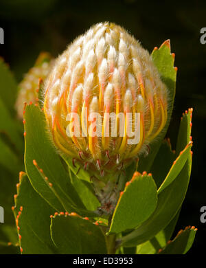 Atemberaubende Orangenblütenwasser & smaragdgrüne Blätter von Leucospermum Conocarpodendron X glabrum "Karneval Bänder" Large-Nadelkissen protea auf schwarzem Hintergrund Stockfoto